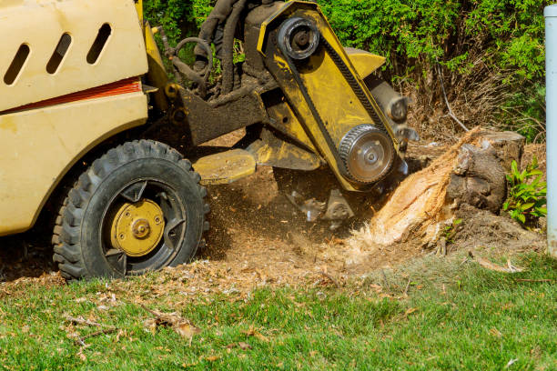 Best Arborist Consultation Services  in Richmond West, FL